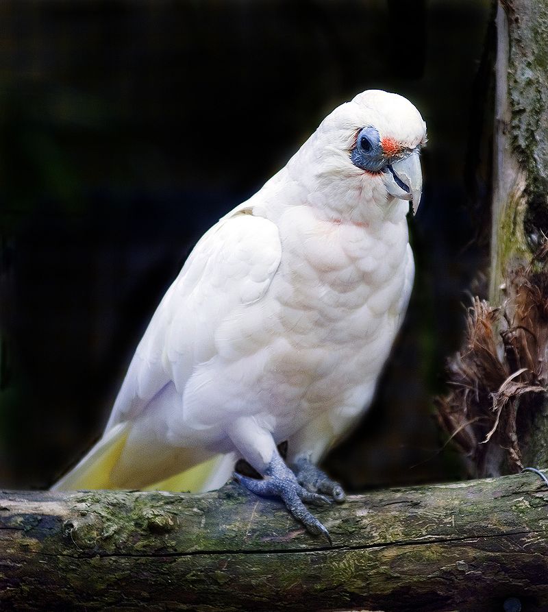 51 Most Common Western Australia Birds The Worlds Rarest Birds